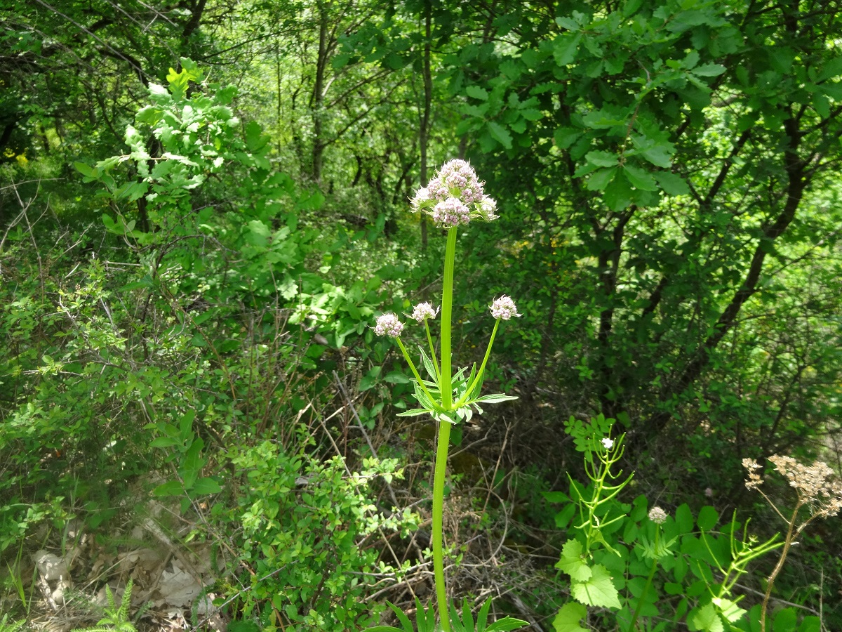 Valeriana officinalis subsp. officinalis (Caprifoliaceae)